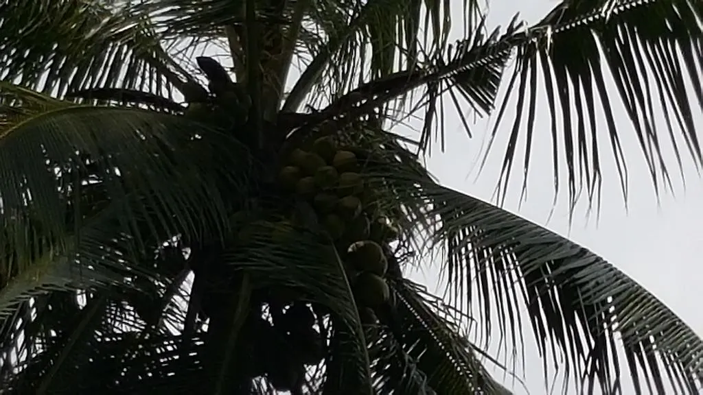 Thambili Adventure Resort Negombo