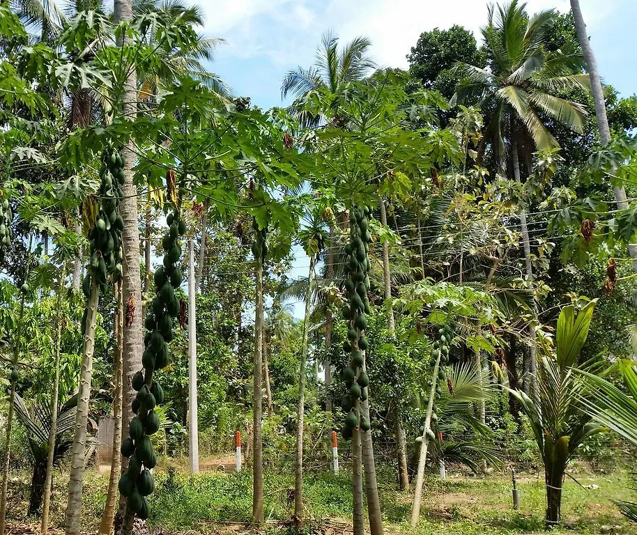Thambili Adventure Resort Negombo