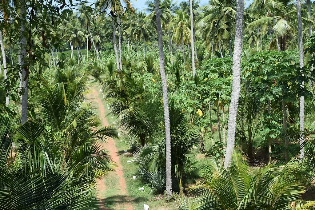 Thambili Adventure Resort Negombo